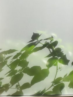 Efeublätter hinter einer Fensterscheibe vom Tageslicht erleuchtet